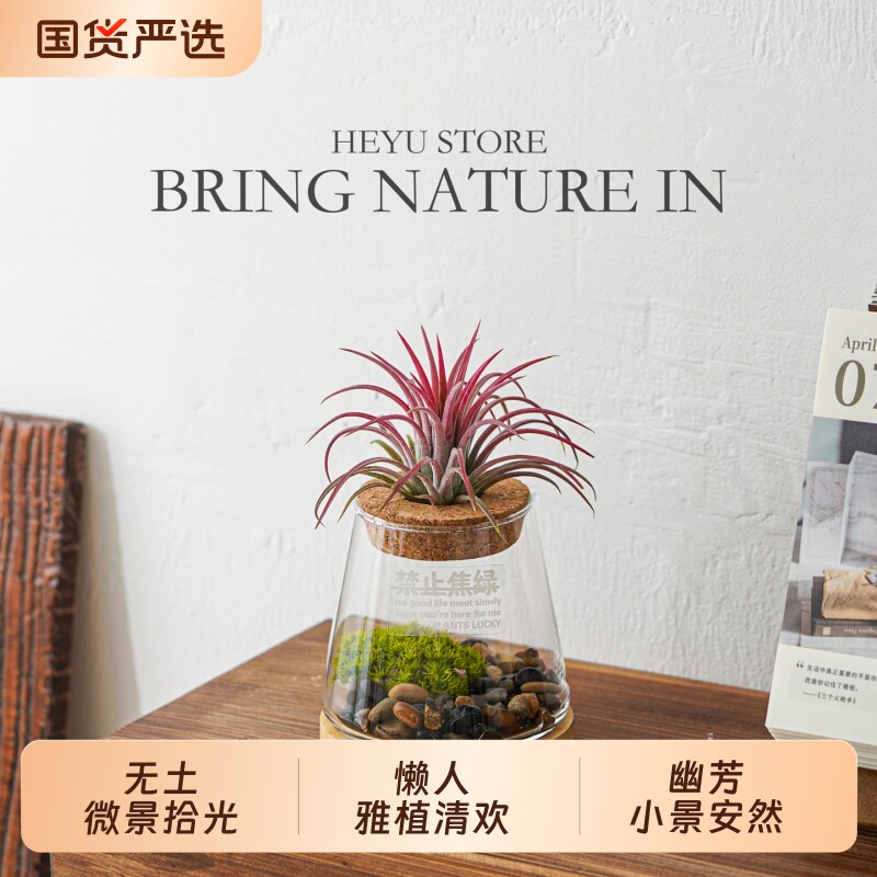空气凤梨红黄绿精灵纯植物室内懒人玄关高级无土植物花卉盆栽绿植图片
