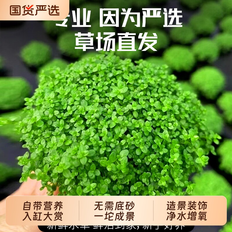 矮珍珠草日本高珍珠坨水草净化鱼缸造景装饰专用植物水质增氧无菌