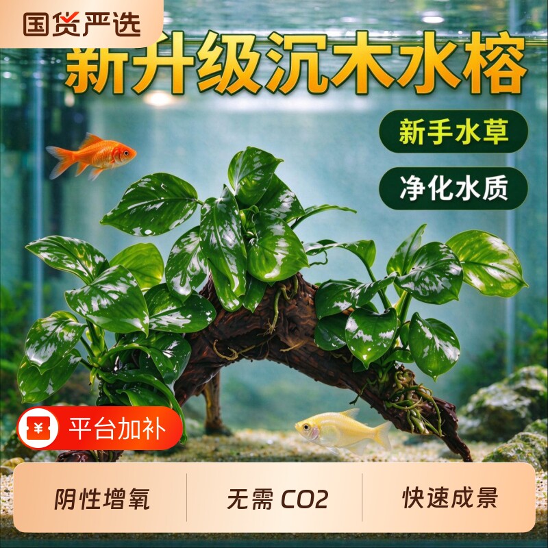水榕沉木水草植物鱼缸造景装饰摆件懒人淡水阴性增氧净水椰壳屋