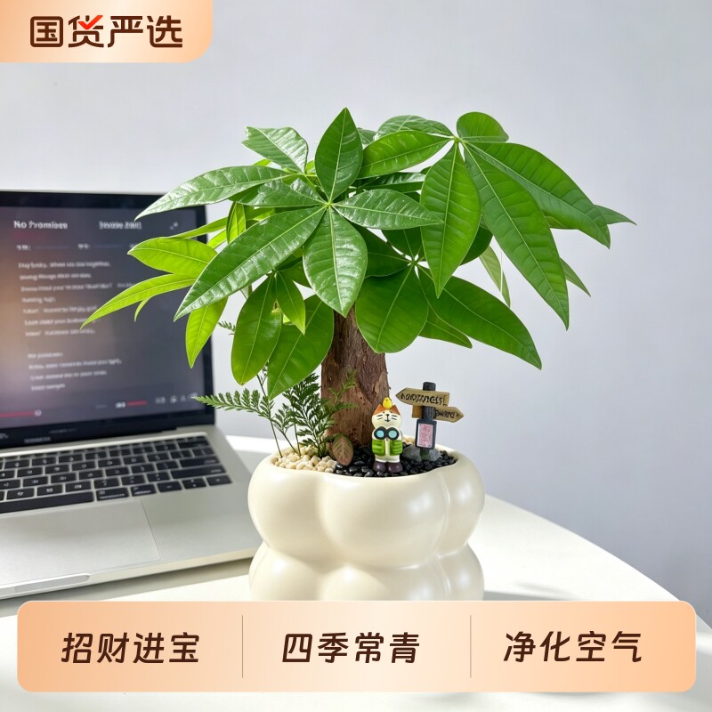 发财树小盆栽盆景小苗绿植办公室内桌面植物好养四季常青净化空气