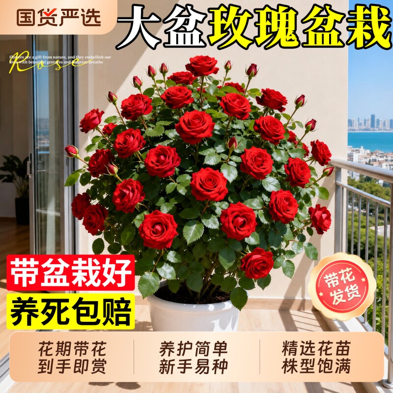 玫瑰花盆栽带花苞四季开花阳台好养花卉绿植物树苗特大号月季花苗图片