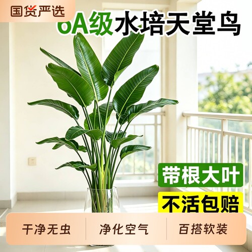 天堂鸟大叶净化空气水培盆栽