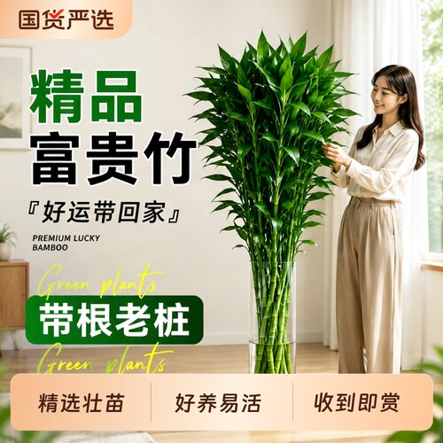 【带根老桩】5A特级水培富贵竹