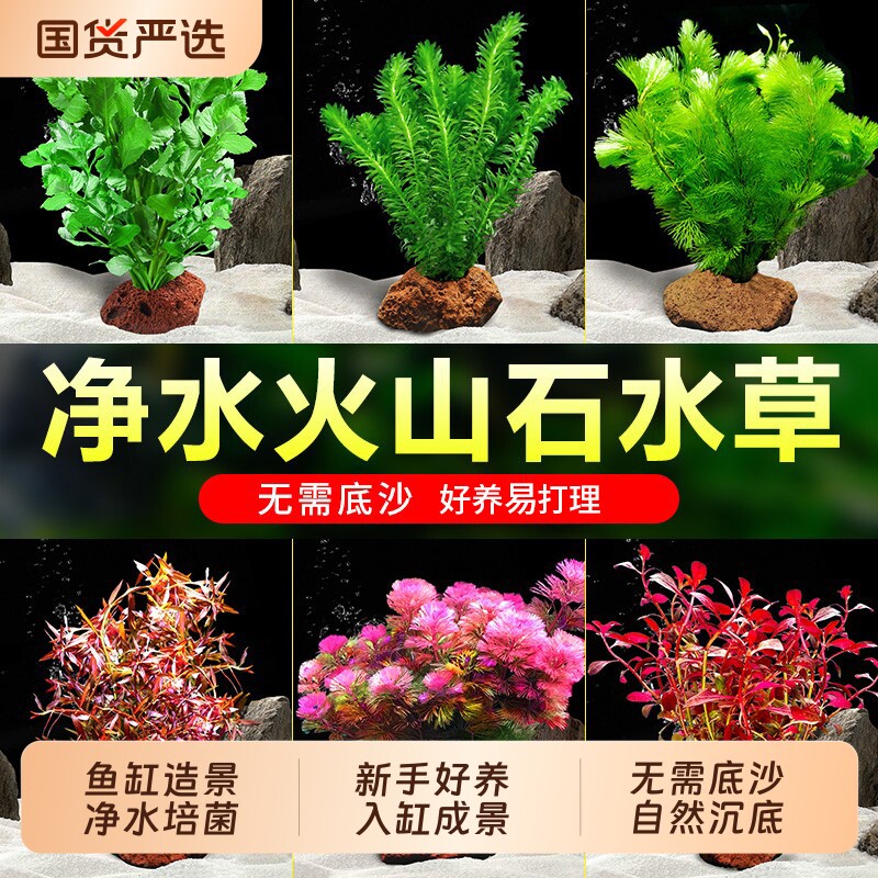 鱼缸水草植物真草造景火山石水培蜈蚣草净化水质绿菊水榕矮珍珠