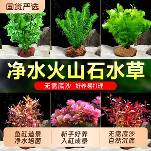 鱼缸水草植物真草造景火山石水培蜈蚣草净化水质绿菊水榕矮珍珠