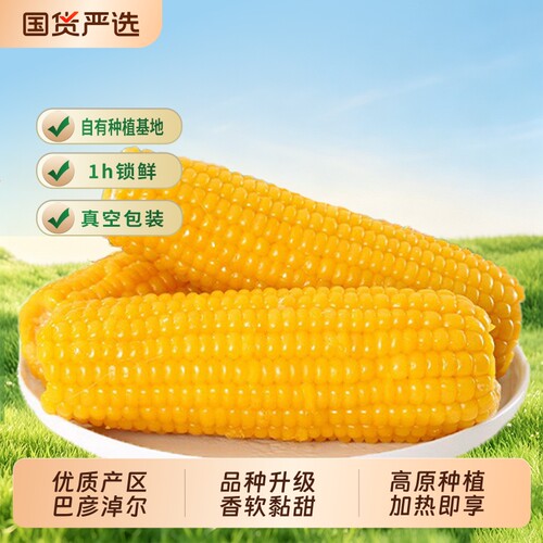灶小美内蒙古软糯香甜黄糯玉米棒