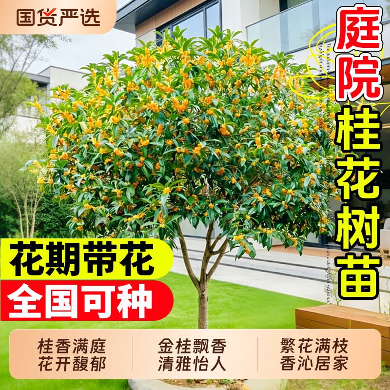 桂花树苗大树四季桂老桩庭院金桂八月桂室外种植别墅地栽花卉绿植