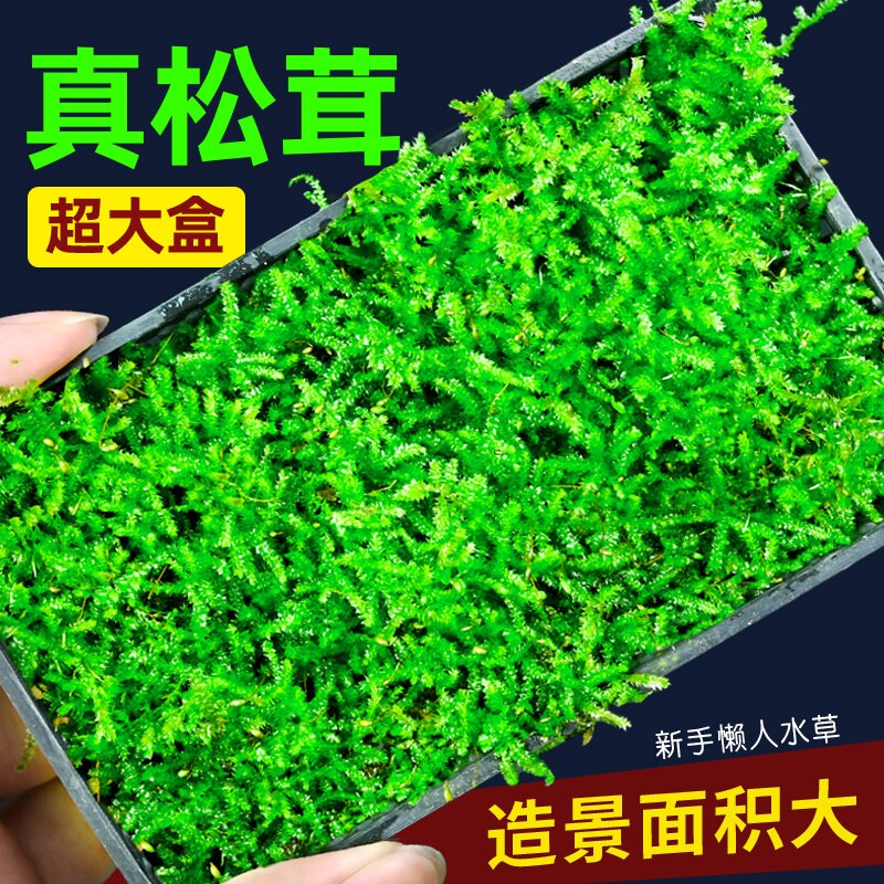 松茸莫斯水草鱼缸造景专用沉木石头造景慕斯树装饰前景阴性植物