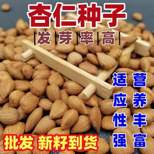 新杏子种子果树杏树种子 杏核 家杏种子山杏种子新手易种阳台庭院