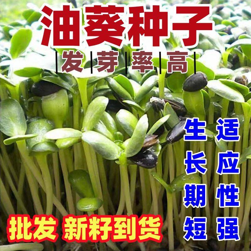油葵种子种籽矮大头油食用向日葵种子出油高油葵苗菜高产大粒葵花