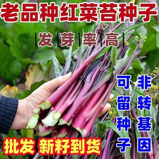 老品种红菜苔种子红菜心种子红苔菜高产易种阳台盆栽耐寒抗冻蔬菜