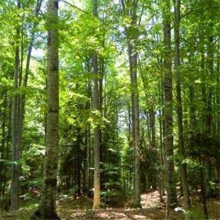 落羽杉树木种子落羽松树水生池塘浅水杉树种子可当鸟松鼠饲料包邮