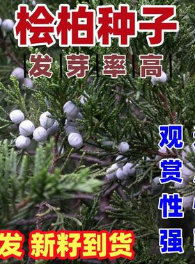 桧柏种子 塔柏种子 塔松种子 圆柏种子 蜀桧种子 花种子 松树种子