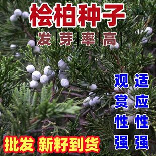 桧柏种子 塔柏种子 塔松种子 圆柏种子 蜀桧种子 花种子 松树种子