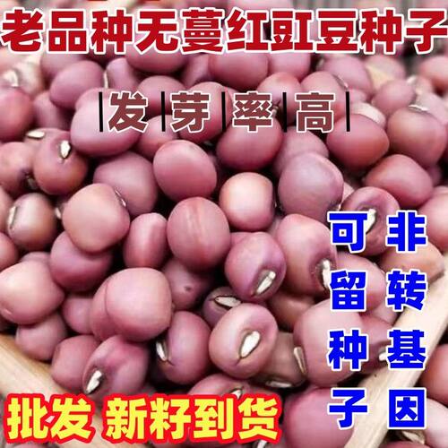 老品种无蔓红豇豆种子五