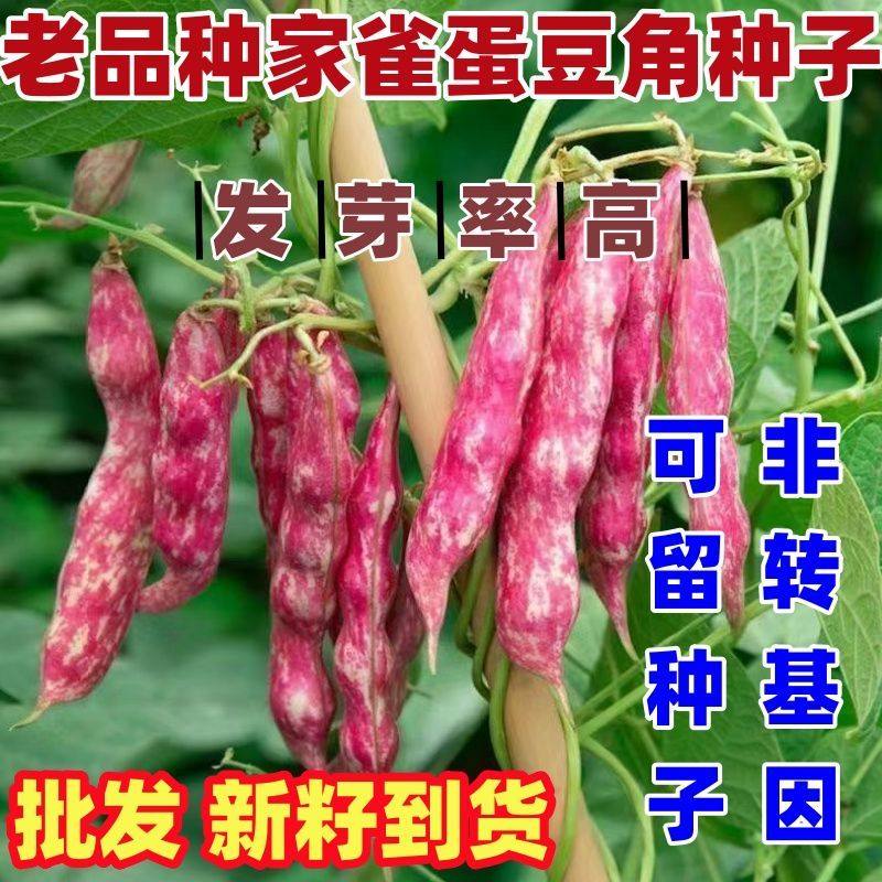 老品种家雀蛋豆角种子奶香花油豆角种子芸豆菜种子高产易种蔬菜种,鲜花速递/花卉仿真/绿植园艺,家庭园艺种子,淘宝优惠券,粉丝福利购,淘宝优惠卷