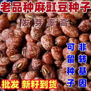 老品种麻豇豆种子东北花豇豆种籽江豆小饭豆软糯易煮花豆五谷杂粮