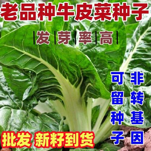 老品种牛皮菜种子根达厚