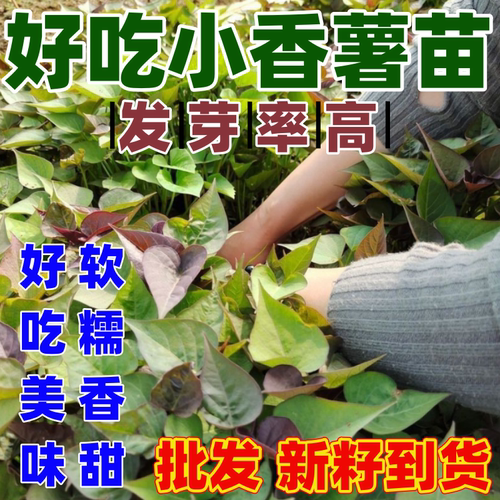 正宗天目小香薯苗心香品种