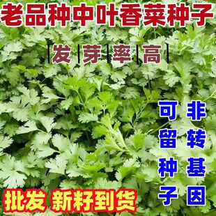 老品种中叶香菜种子香菜种子中叶香菜种籽家庭庭院田园种植批