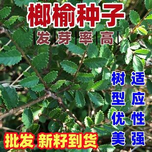 榔榆种子榔榆树种子小叶榆种子秋榆种子林木种子发芽率高粗壮好种