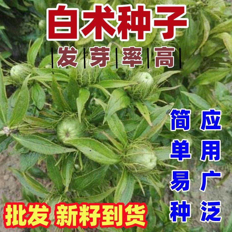 白术种子中药材种植 改良种籽药材白术种子籽产量高 春季播种新产