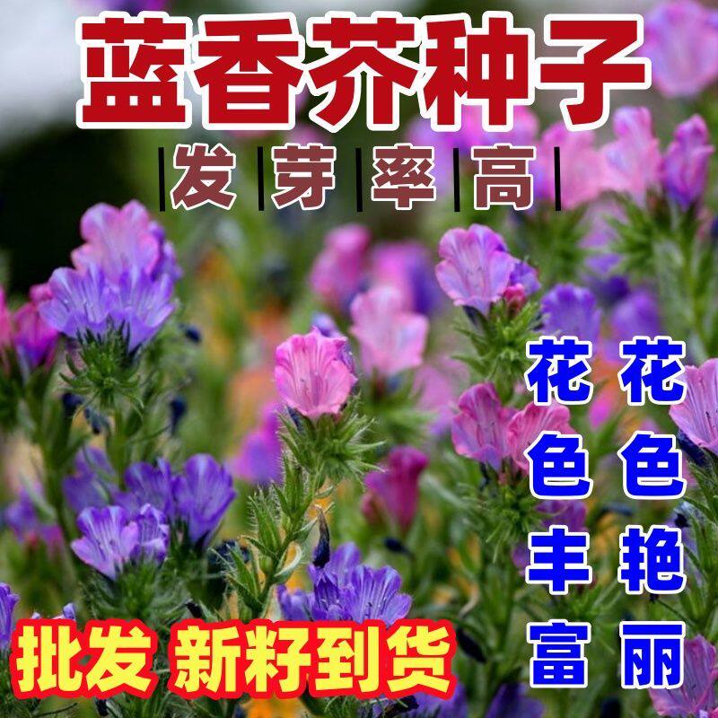 蓝香芥种子兰香芥欧亚香花芥种子耐寒易种花籽庭院耐寒适应性强