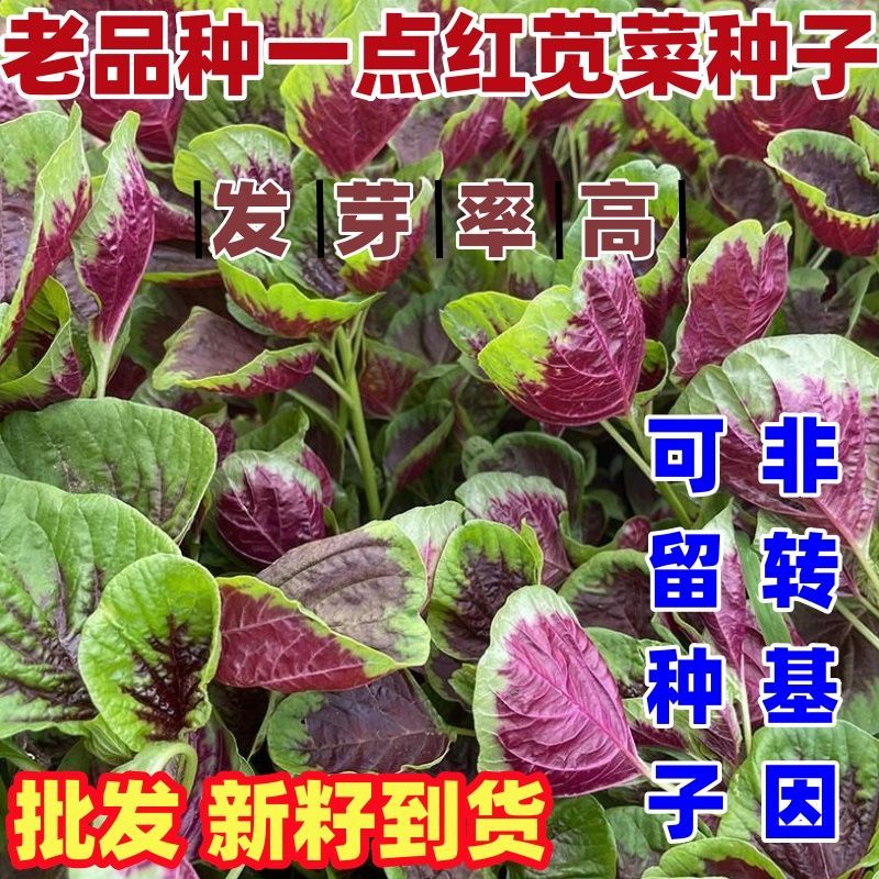 老品种一点红苋菜种子汉图片