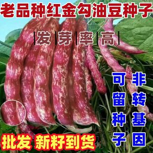 老品种红金钩豆角种子种植简单东北油豆角种籽南北方蔬菜架豆种