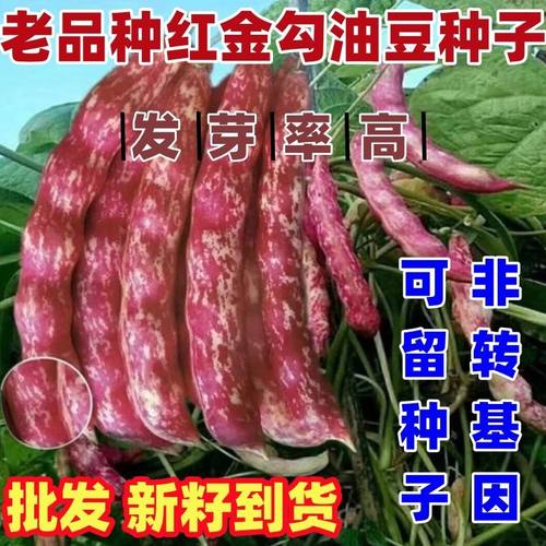 老品种红金钩豆角种子种