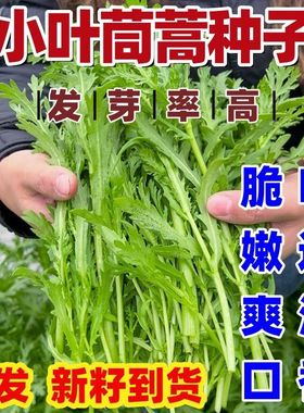小叶茼蒿种子茎浅绿色叶小而轻薄叶色浓分枝力强抗寒力强农家好菜