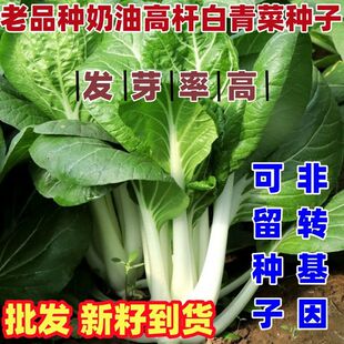 老品种奶油长杆青菜种子庭院盆栽种植奶油高杆白青菜脆嫩简单易种