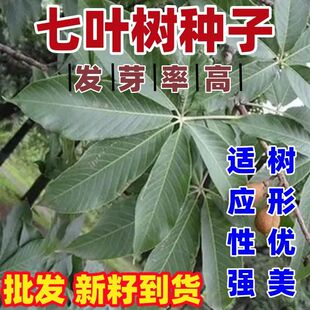 新采七叶树种子梭椤树梭椤子天师栗开心果七叶树种子林木种籽
