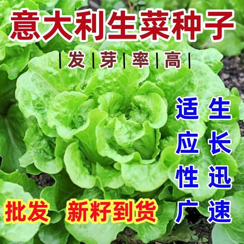 意大利生菜种子耐抽苔种籽阳台专用四季播蔬菜可生吃生菜种籽,鲜花速递/花卉仿真/绿植园艺,家庭园艺种子,淘宝优惠券,粉丝福利购,淘宝优惠卷
