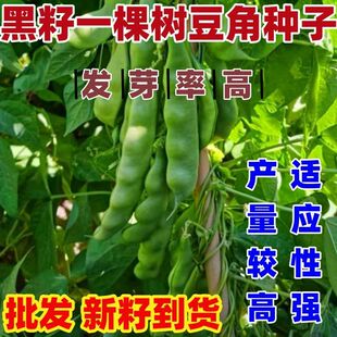 黑籽一棵树油豆角种子东北架豆芸豆角籽高产无筋开锅烂油蔬菜种子
