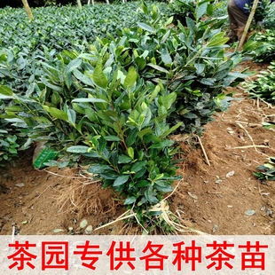 正宗茶叶苗 龙井茶叶苗 绿茶苗铁观音茶苗白茶树苗毛尖茶苗