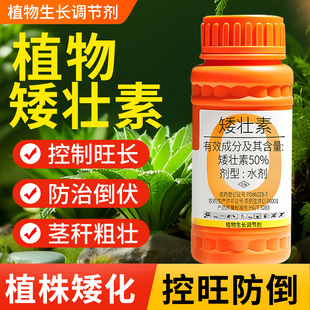 矮壮素国光抑灵水仙蔬菜菊花油菜植物控梢调节剂多肉专用矮胖素