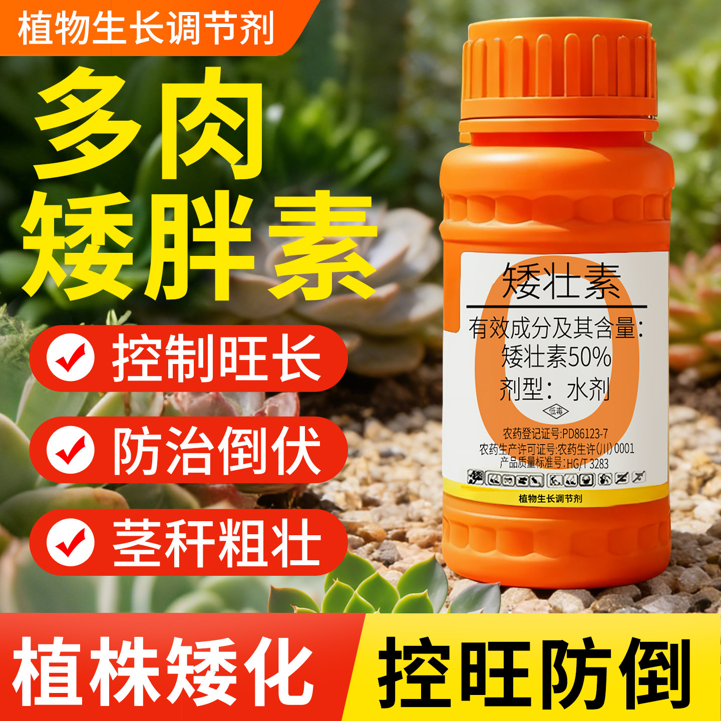 【多肉专用快速矮化】