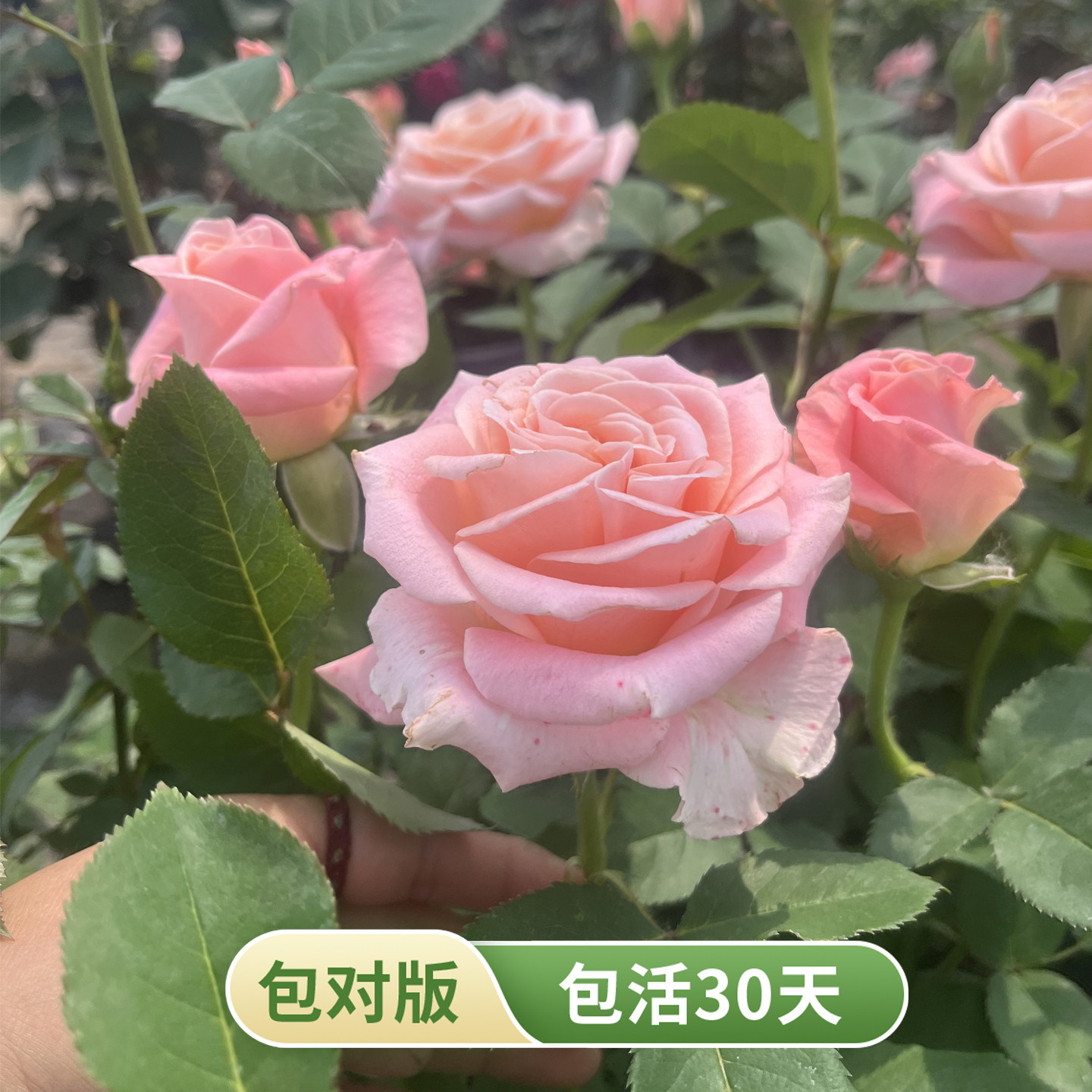 猪猪小姐杏粉复色多季开花月季