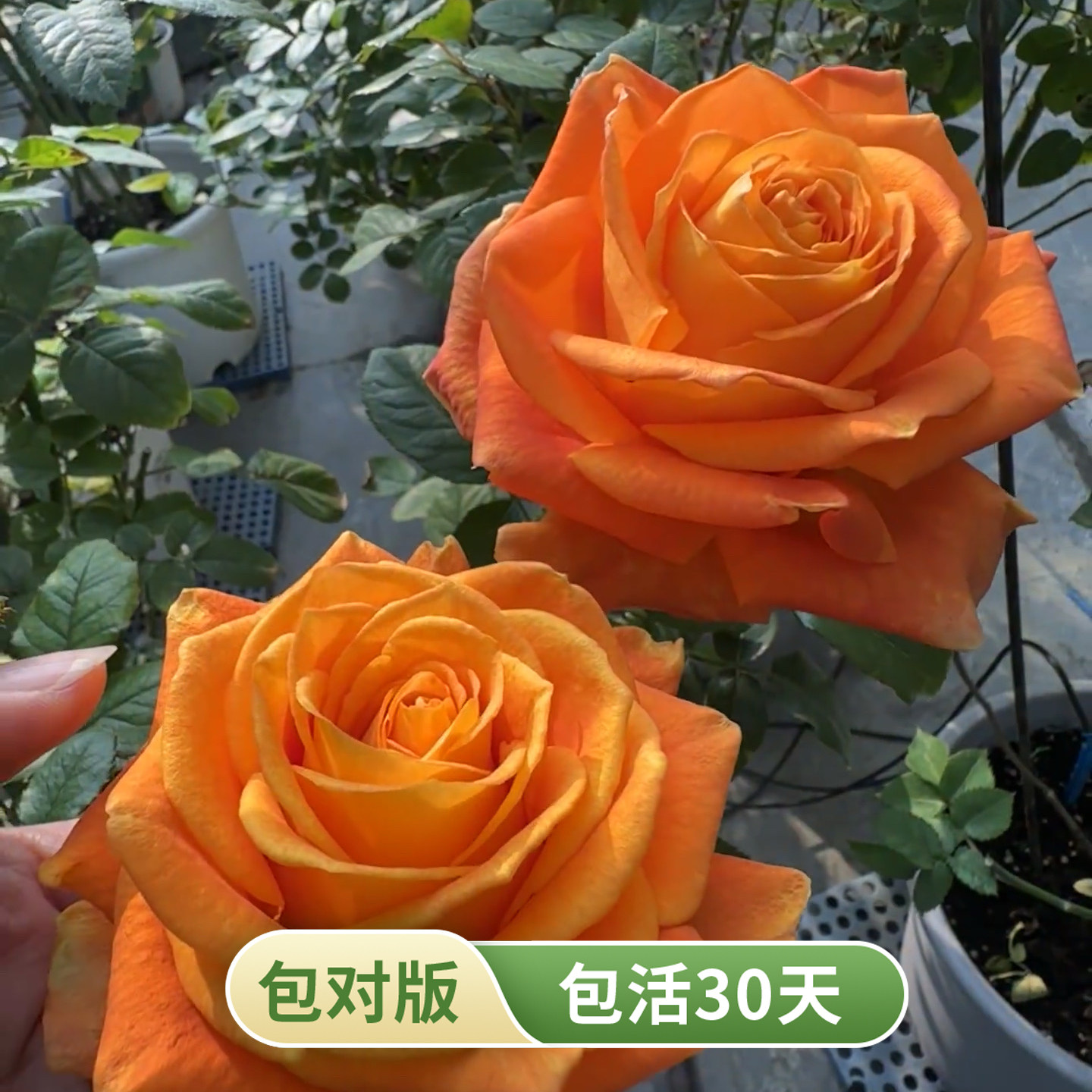 杯状橙红切花月季耐雨淋多季开