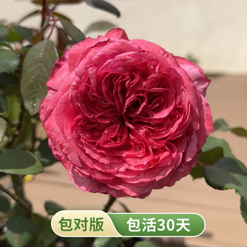 法国玫昂月季花苗大花浓香耐热