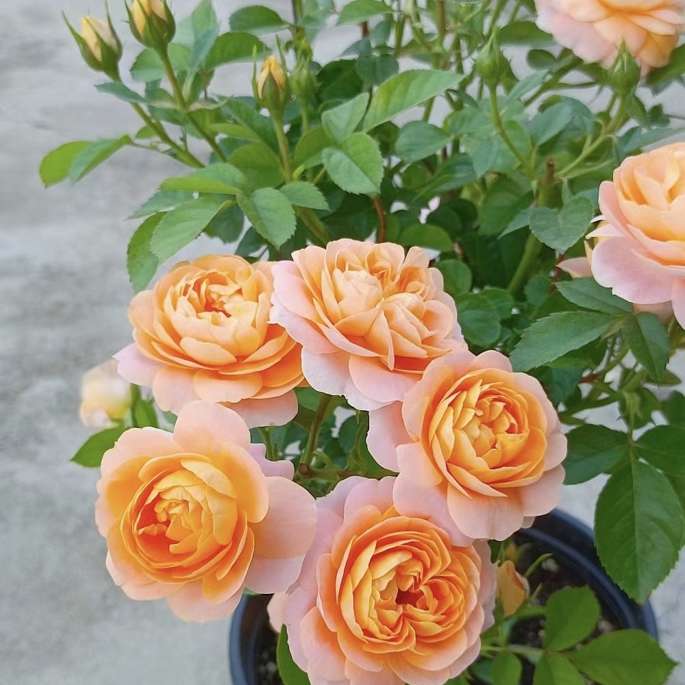 果汁阳台月季盆栽多季开花