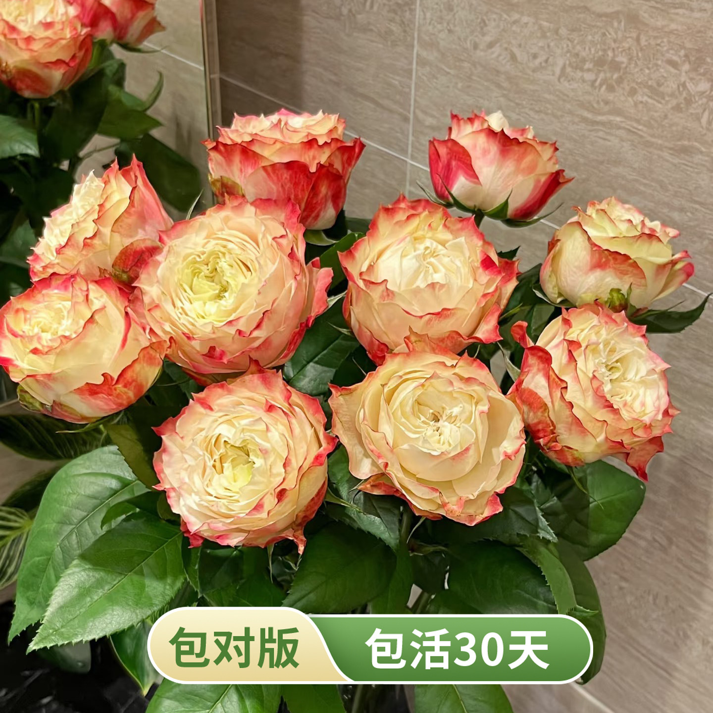 苹果杰克月季红边莲座大花耐热