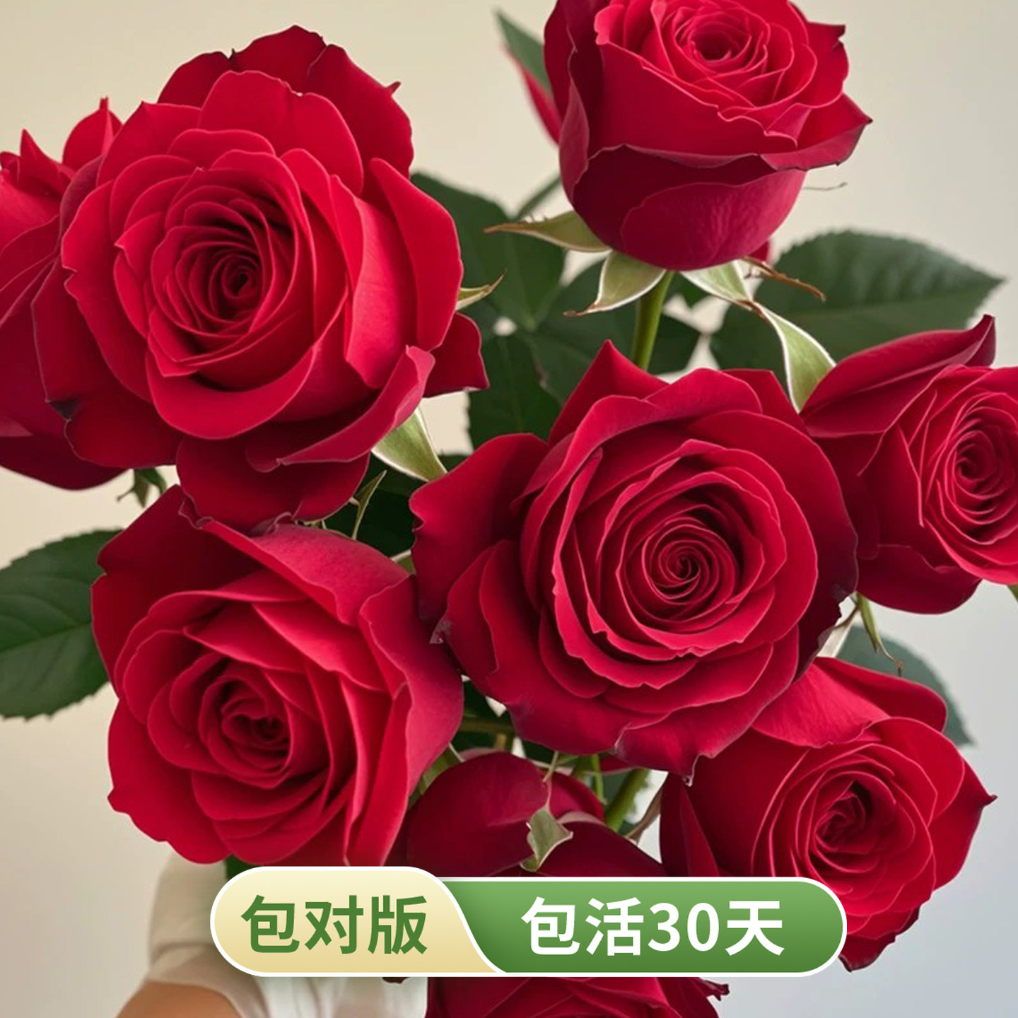 黑魔术切花月季红色玫瑰花