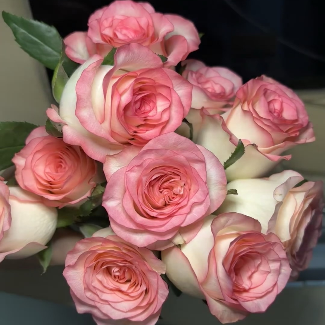 艾莎月季灌木切花花苗玫瑰花