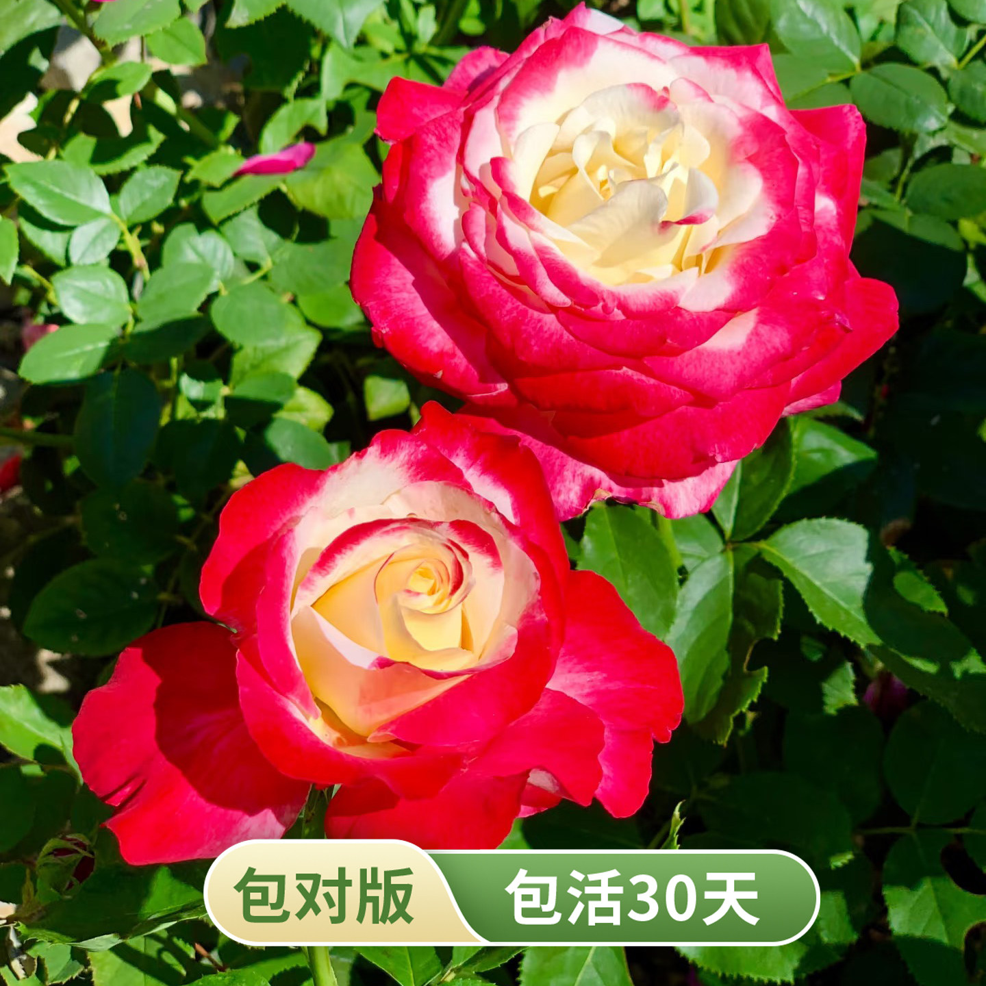 红双喜国月大花浓香月季