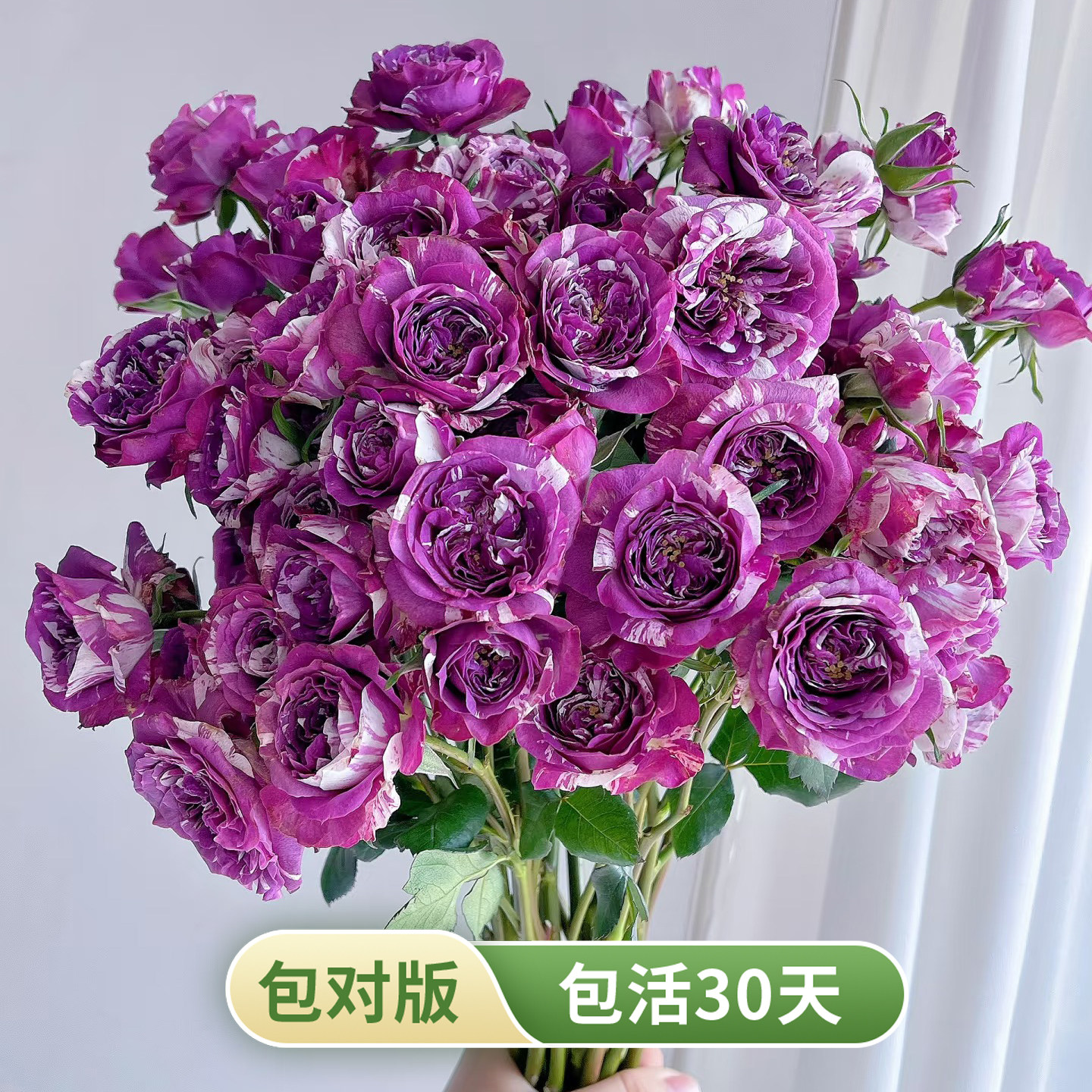 紫白条纹浓香多头勤花月季苗