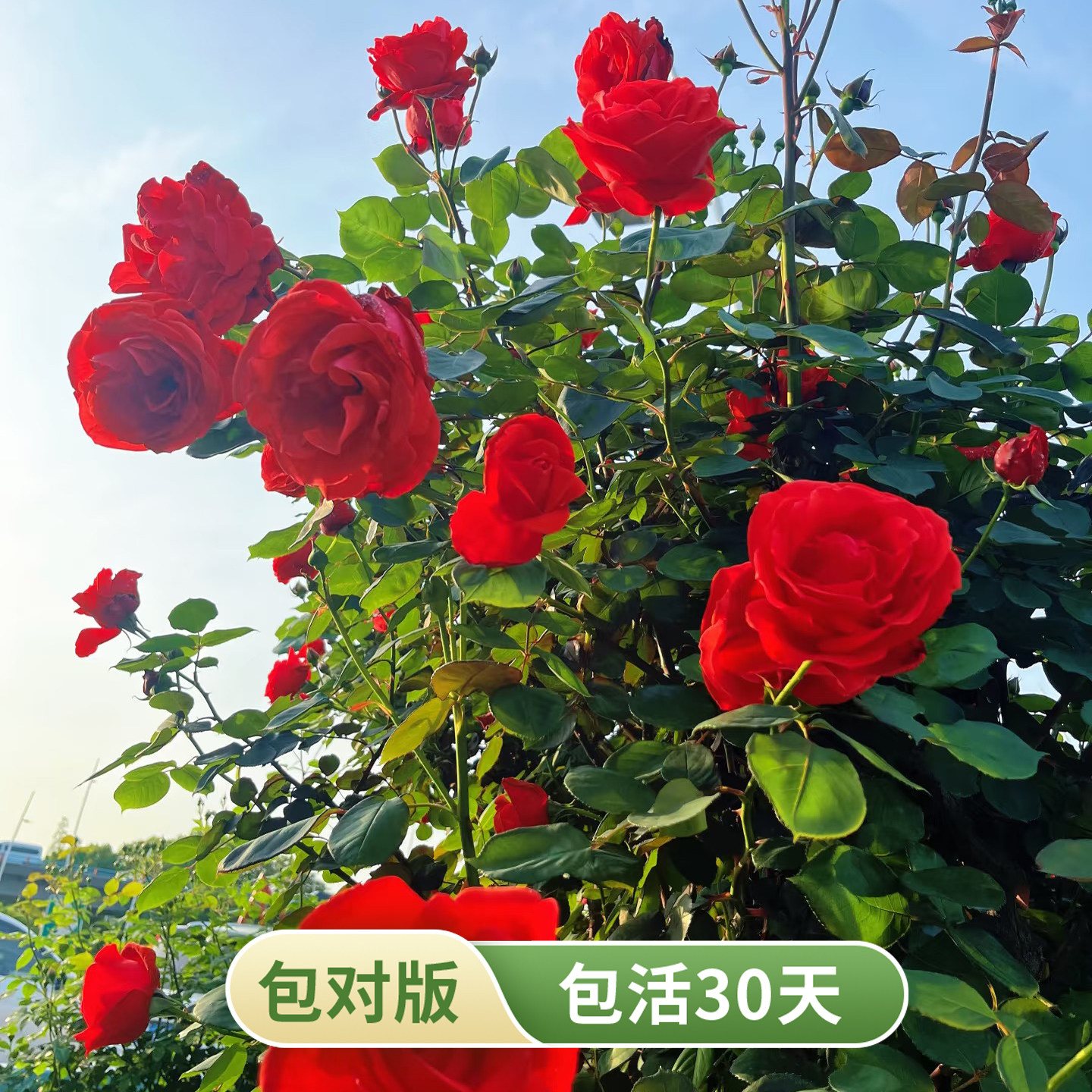 绯扇月季朱红大花浓香抗病灌木