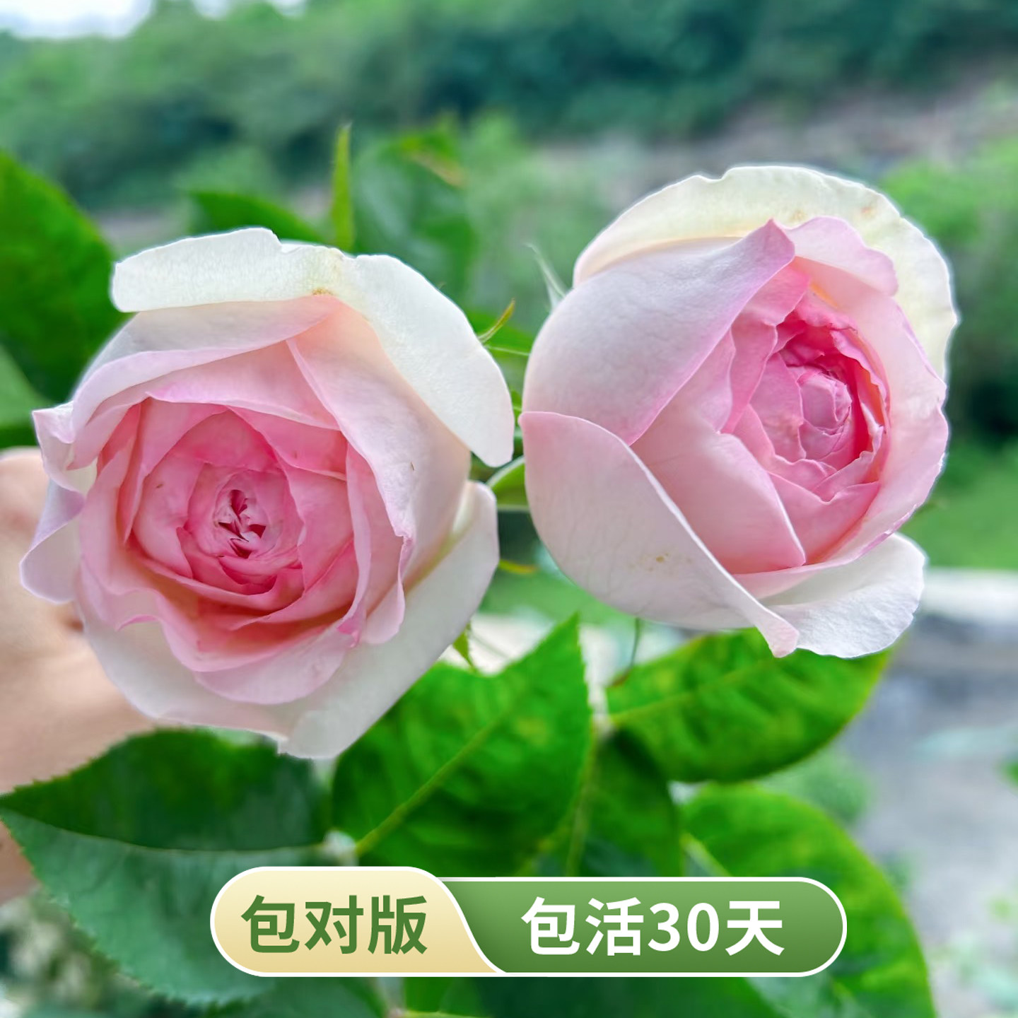 蒙娜丽莎月季粉花浓香耐热勤花