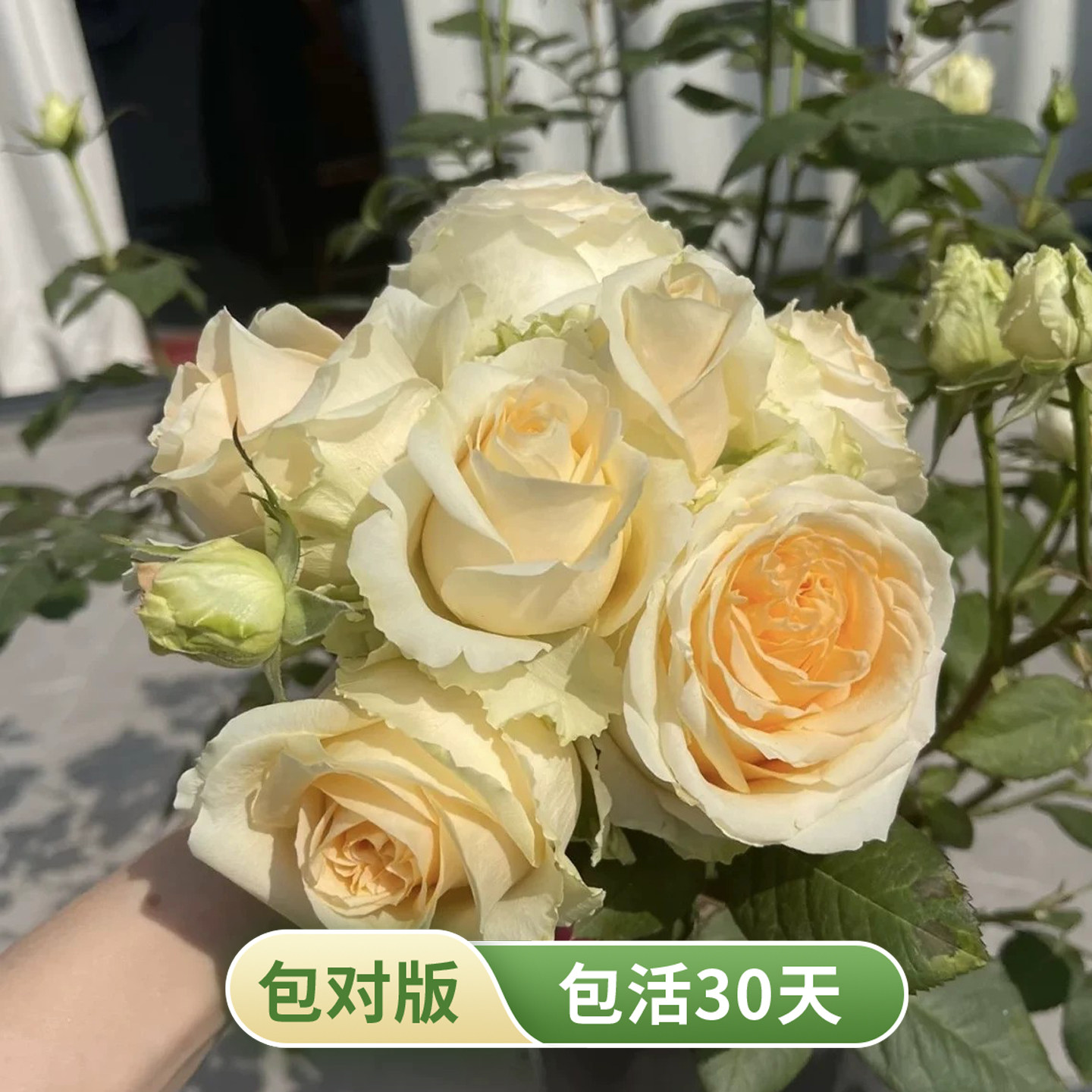 蜜桃雪山切花月季盆栽